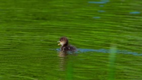 Tiny World S02E03 720p WEB h264-KOGi EZTV