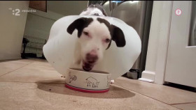 To The Rescue S01E19 XviD-AFG EZTV