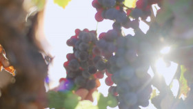 Total Bellas S06E09 From Gynos to Winos 720p HULU WEBRip AAC2 0 H264-NTb EZTV