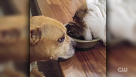 Totally Funny Animals S01E01 1080p WEB h264-EDITH EZTV