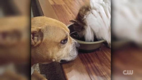 Totally Funny Animals S01E01 XviD-AFG EZTV