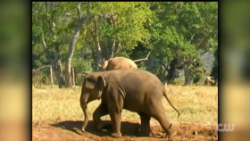 Totally Funny Animals S01E05 1080p WEB h264-EDITH EZTV