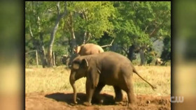 Totally Funny Animals S01E05 XviD-AFG EZTV