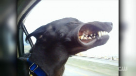 Totally Funny Animals S01E09 1080p WEB h264-EDITH EZTV