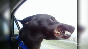 Totally Funny Animals S01E09 XviD-AFG EZTV