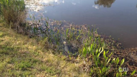 Totally Funny Animals S01E10 XviD-AFG EZTV