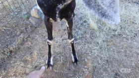 Totally Funny Animals S01E11 XviD-AFG EZTV