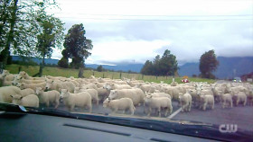 Totally Funny Animals S01E13 1080p HEVC x265-MeGusta EZTV