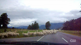 Totally Funny Animals S01E13 1080p WEB h264-EDITH EZTV