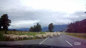 Totally Funny Animals S01E13 XviD-AFG EZTV