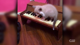 Totally Funny Animals S01E15 1080p WEB h264-EDITH EZTV