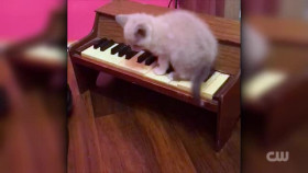 Totally Funny Animals S01E15 XviD-AFG EZTV