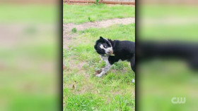 Totally Funny Animals S01E16 1080p WEB h264-EDITH EZTV