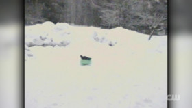 Totally Funny Animals S01E17 1080p WEB h264-EDITH EZTV