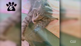 Totally Funny Animals S01E21 1080p WEB h264-EDITH EZTV