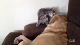 Totally Funny Animals S01E22 1080p WEB h264-EDITH EZTV