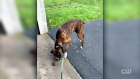 Totally Funny Animals S01E23 1080p WEB h264-EDITH EZTV