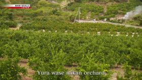 Trails to Oishii Tokyo S01E16 Mikan XviD-AFG EZTV