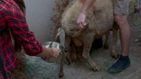 Travel with a Goat S01E03 WEB H264-WaLMaRT EZTV