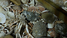 Trawlermen Hunting the Catch S01E03 1080p HDTV H264-DARKFLiX EZTV