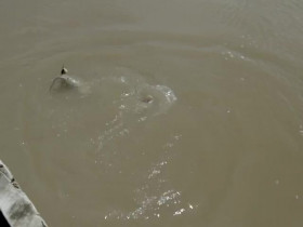 Unknown Waters With Jeremy Wade S01E02 480p x264-mSD EZTV