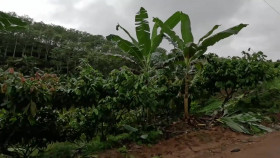 Unreported World S47E02 Brazil The Great Land Grab 1080p WEB H264-CBFM EZTV