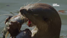 Uptown Otters S01E04 REAL XviD-AFG EZTV