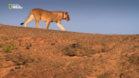 Vanishing Kings Desert Lions of Namib 720p x264 HDTV EZTV