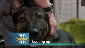 Vets Saving Pets S02E14 The K9s Canine WEB x264-LiGATE EZTV