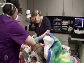 Vets Saving Pets S02E26 What the Cat Dragged In 480p x264-mSD EZTV