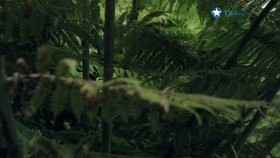 Volcanic New Zealand S01E02 iNTERNAL 1080p HEVC x265-MeGusta EZTV