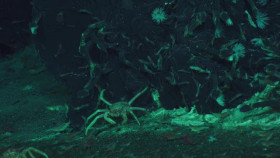 Volcanic New Zealand S01E02 XviD-AFG EZTV