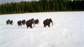 Walking With Beasts 6of6 Mammoth Journey 1080p HDTV x264 AAC mp4 EZTV
