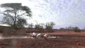 Waterhole Africas Animal Oasis S01E02 1080p HDTV H264-DARKFLiX EZTV