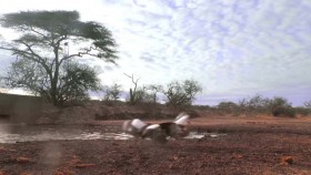 Waterhole Africas Animal Oasis S01E02 XviD-AFG EZTV