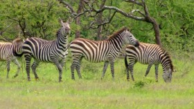 Waterhole Africas Animal Oasis S01E03 XviD-AFG EZTV