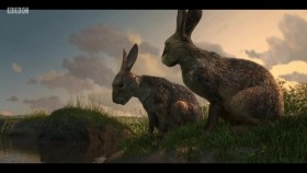 Watership Down 2018 S01E01 The Journey and the Raid iP WEB-DL AAC2 0 H 264-ViSUM EZTV