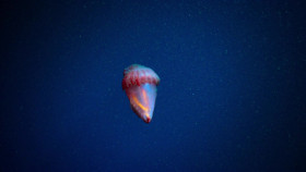 Welcome to Earth S01E02 720p WEB h264-KOGi EZTV