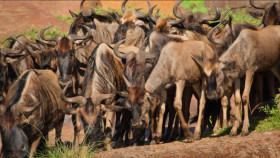 Welcome to Earth S01E03 1080p WEB h264-KOGi EZTV