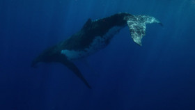 Whale with Steve Backshall 2023 S01E01 Whales And Us 720p WEB-DL H264 AAC2 0 SNAKE EZTV