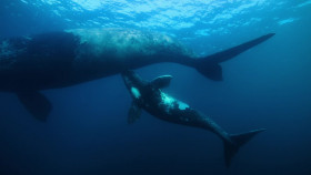 Whale with Steve Backshall 2023 S01E03 Ocean Voyagers 720p WEB-DL H264 AAC2 0 SNAKE EZTV