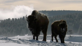 When Nature Calls With Helen Mirren S01 1080p DSNP WEBRip DDP5 1 x264-NTb EZTV