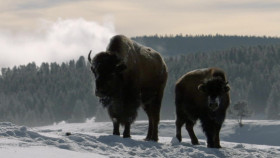 When Nature Calls With Helen Mirren S01 1080p HULU WEBRip DDP5 1 x264-KOGi EZTV