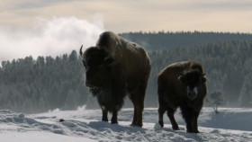 When Nature Calls With Helen Mirren S01 1080p WEBRip x265 EZTV