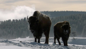 When Nature Calls With Helen Mirren S01 720p DSNP WEBRip DDP5 1 x264-NTb EZTV