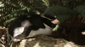 When Nature Calls With Helen Mirren S01 WEBRip x264-ION10 EZTV