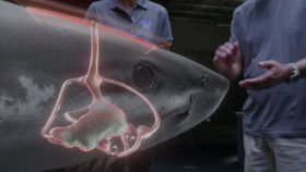 When Sharks Attack 360 S01E01 XviD-AFG EZTV