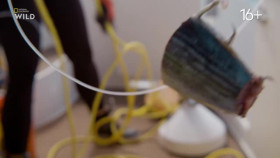 When Sharks Attack And Why S01E03 XviD-AFG EZTV