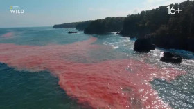 When Sharks Attack And Why S01E04 XviD-AFG EZTV