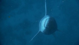 When Sharks Attack S05E02 Honeymoon Hell 720p WEB x264-CAFFEiNE EZTV